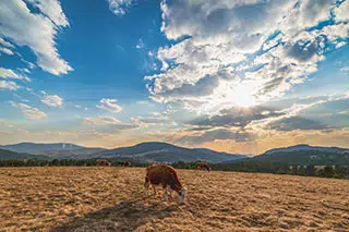 Planina Zlatibor