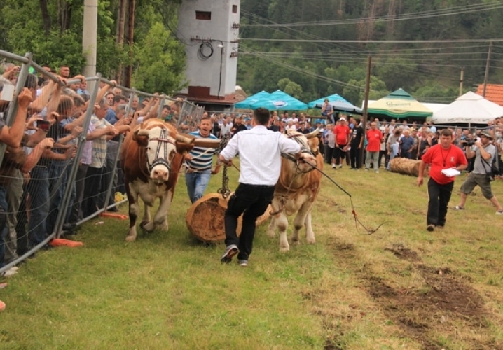 Manifestacije na Zlatiboru