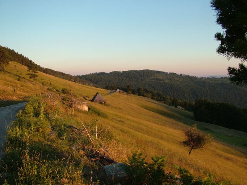 Bogata zlatiborska fauna